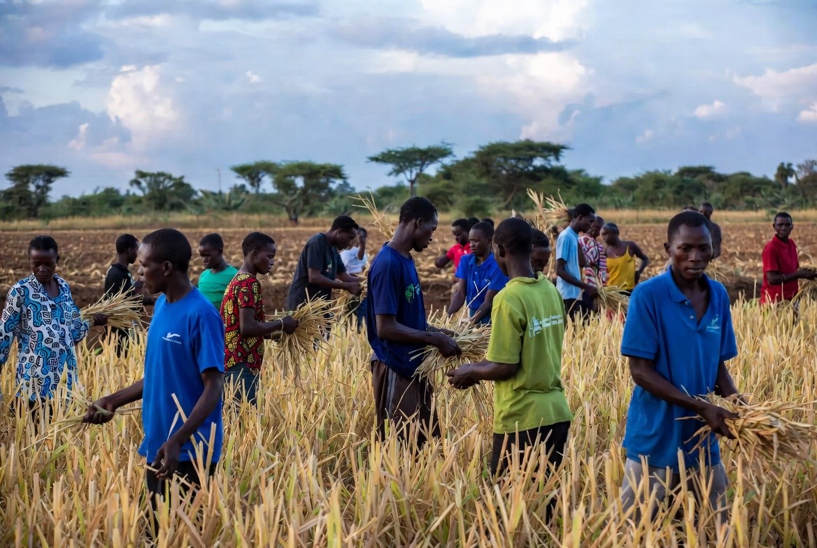 Smallholder farmers harvesting in Tanzania